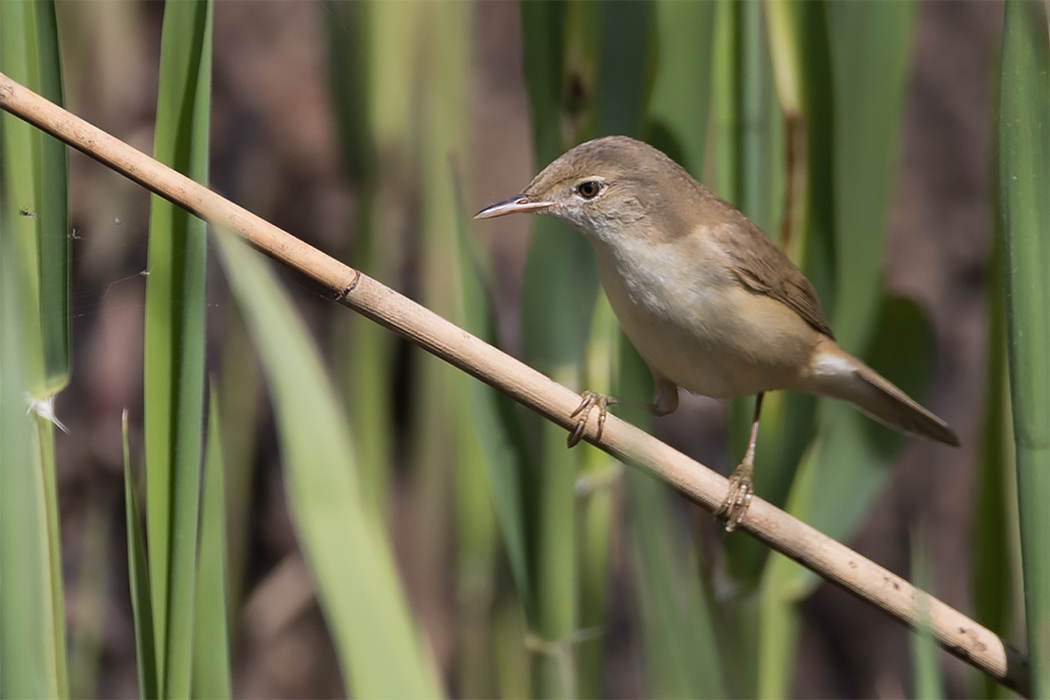 Eurasian Reed Warbler
